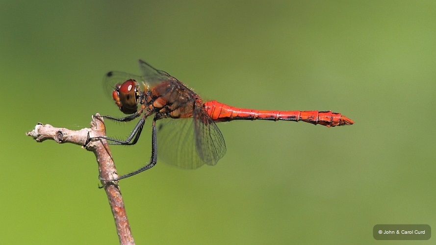 J01_3561 Sympetrum sanguineum male.JPG